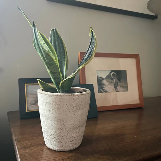 Concrete White-washed Terracotta Planter (Small)