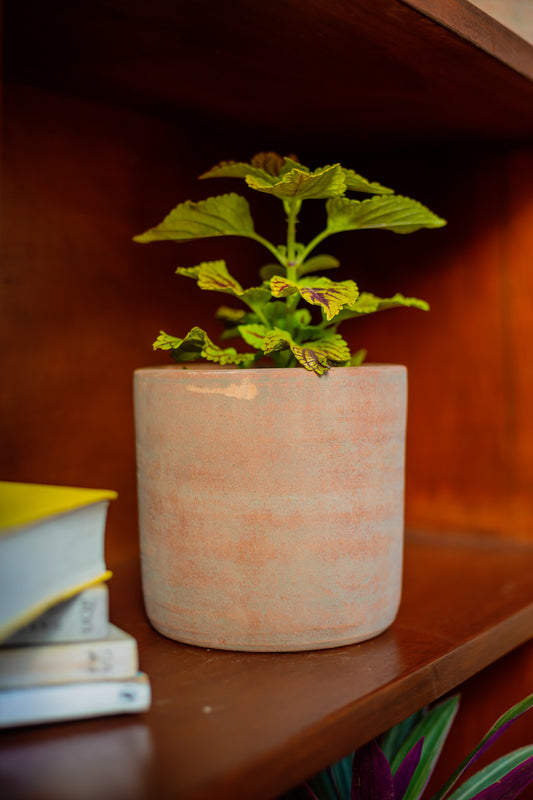 Concrete-washed Terracotta Cylinder Planter Case (2 units)