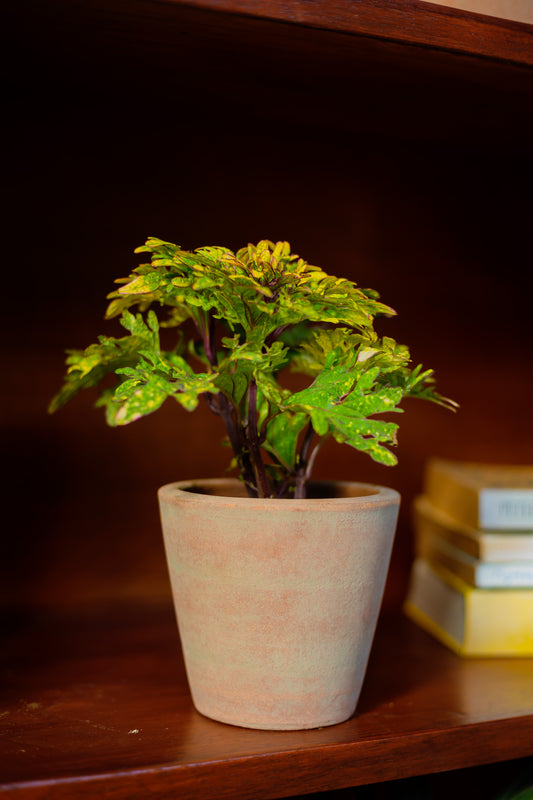 Concrete-washed Terracotta Planter Starter Pack (18 units)