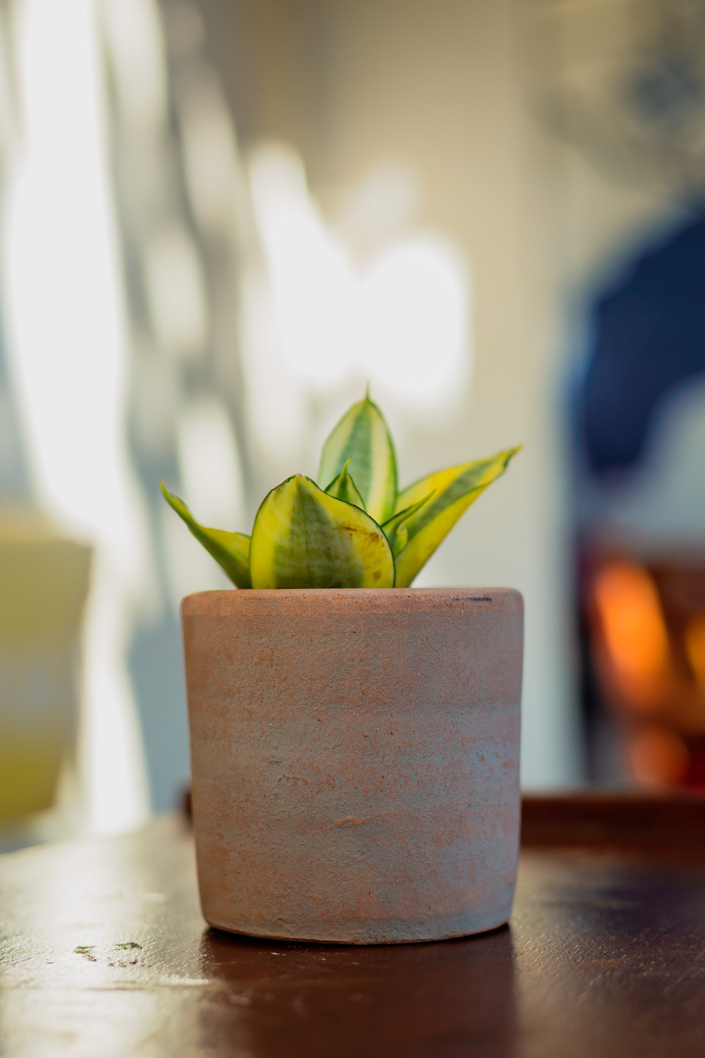 Concrete-washed Terracotta Cylinder Planter Case (2 units)