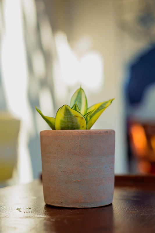 Small Cylinder Concrete Planter