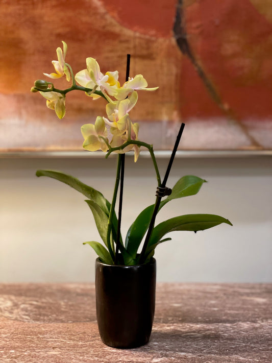 Naturally Black Orchid Vase