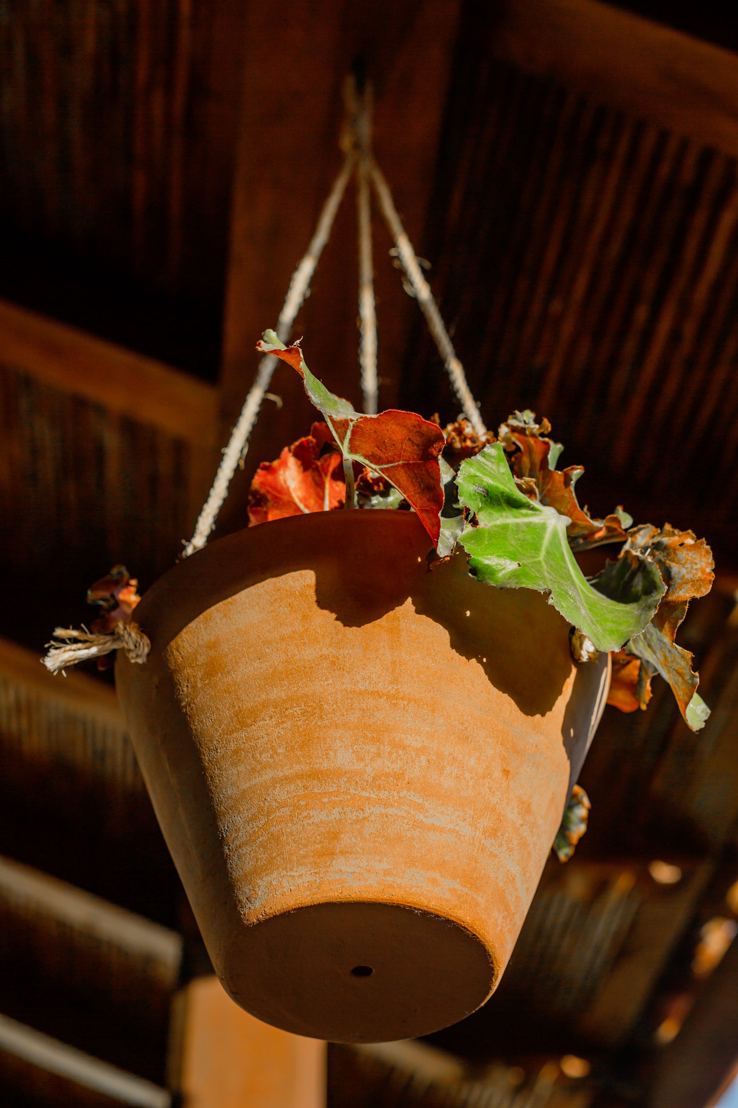 Concrete-washed Terracotta Hanging Planter