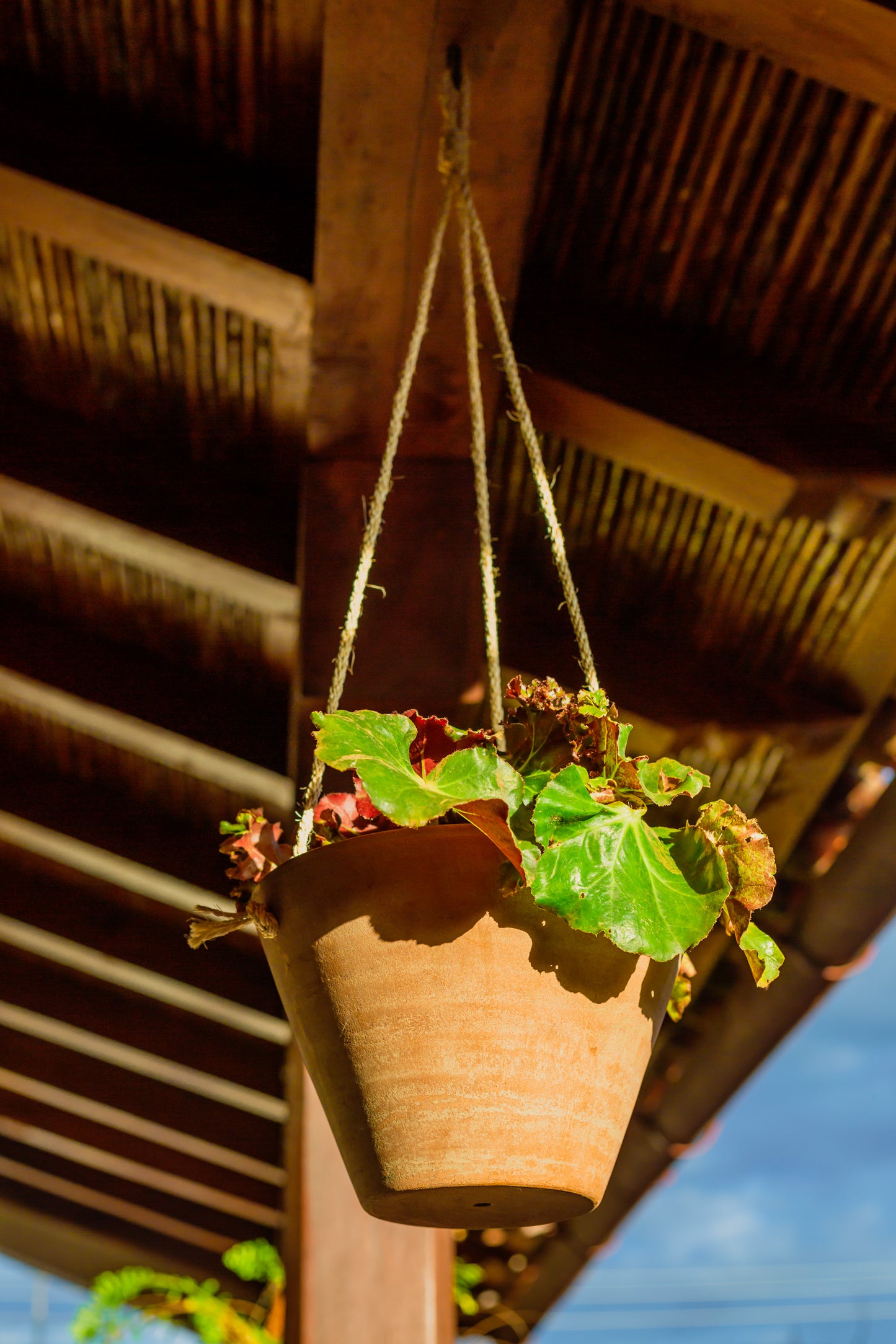 Concrete-washed Terracotta Hanging Planter