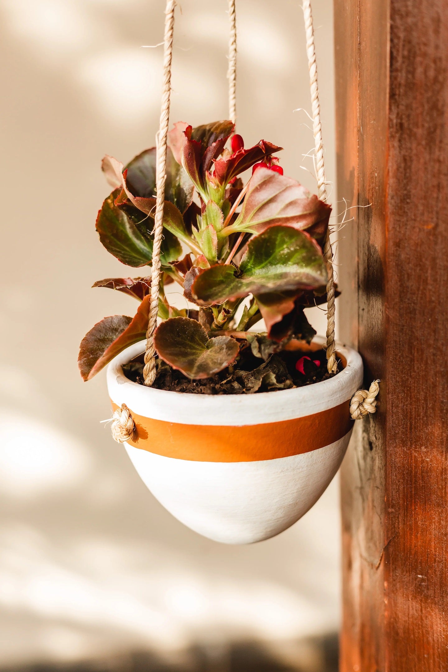 short hanging planter Small Hanging Planter with Natural Fiber Hanger – Women of the Cloud Forest