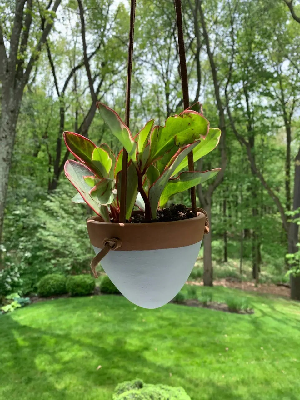 hanging planter leather Small Hanging Planter with Leather Hanger – Women of the Cloud Forest